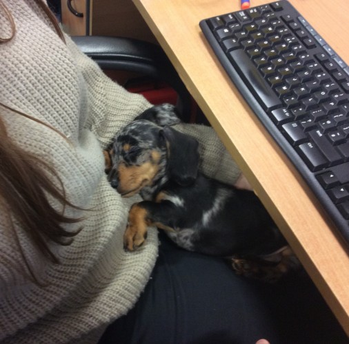 Our new office member..