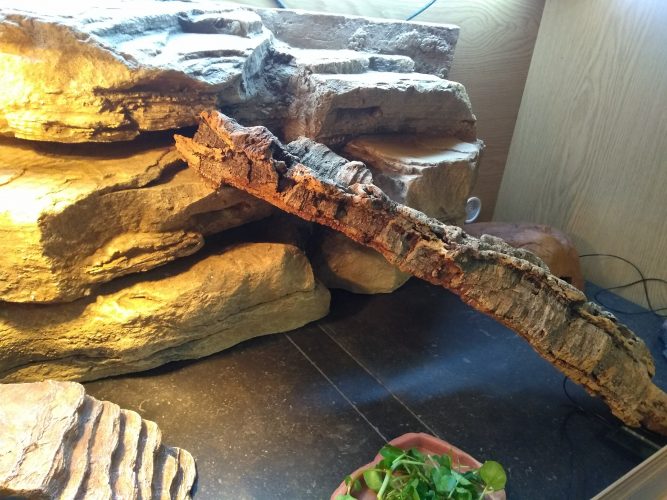 A bearded dragon vivarium with a black tiled floor