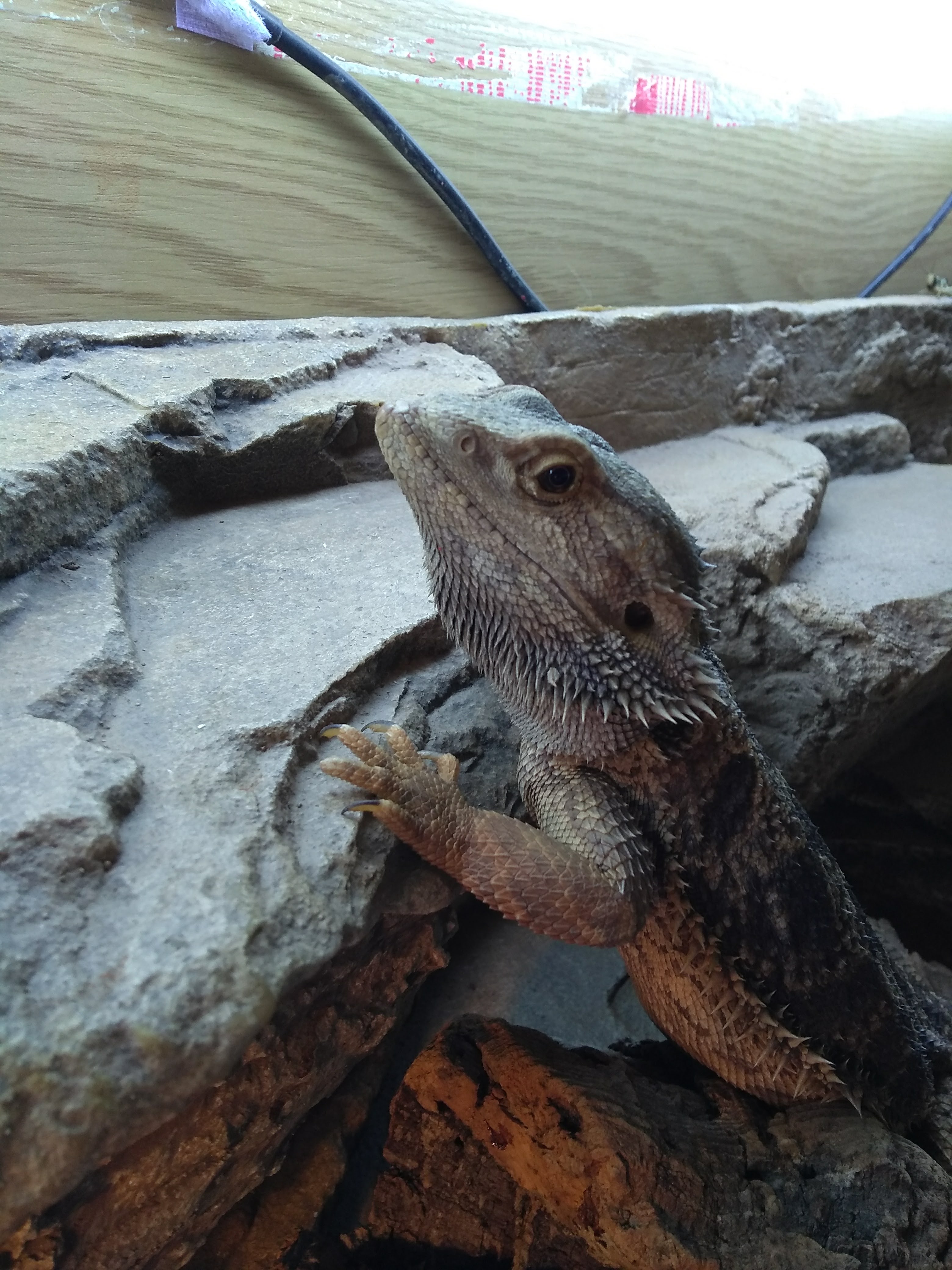 Gerard the bearded dragon posing on a rock