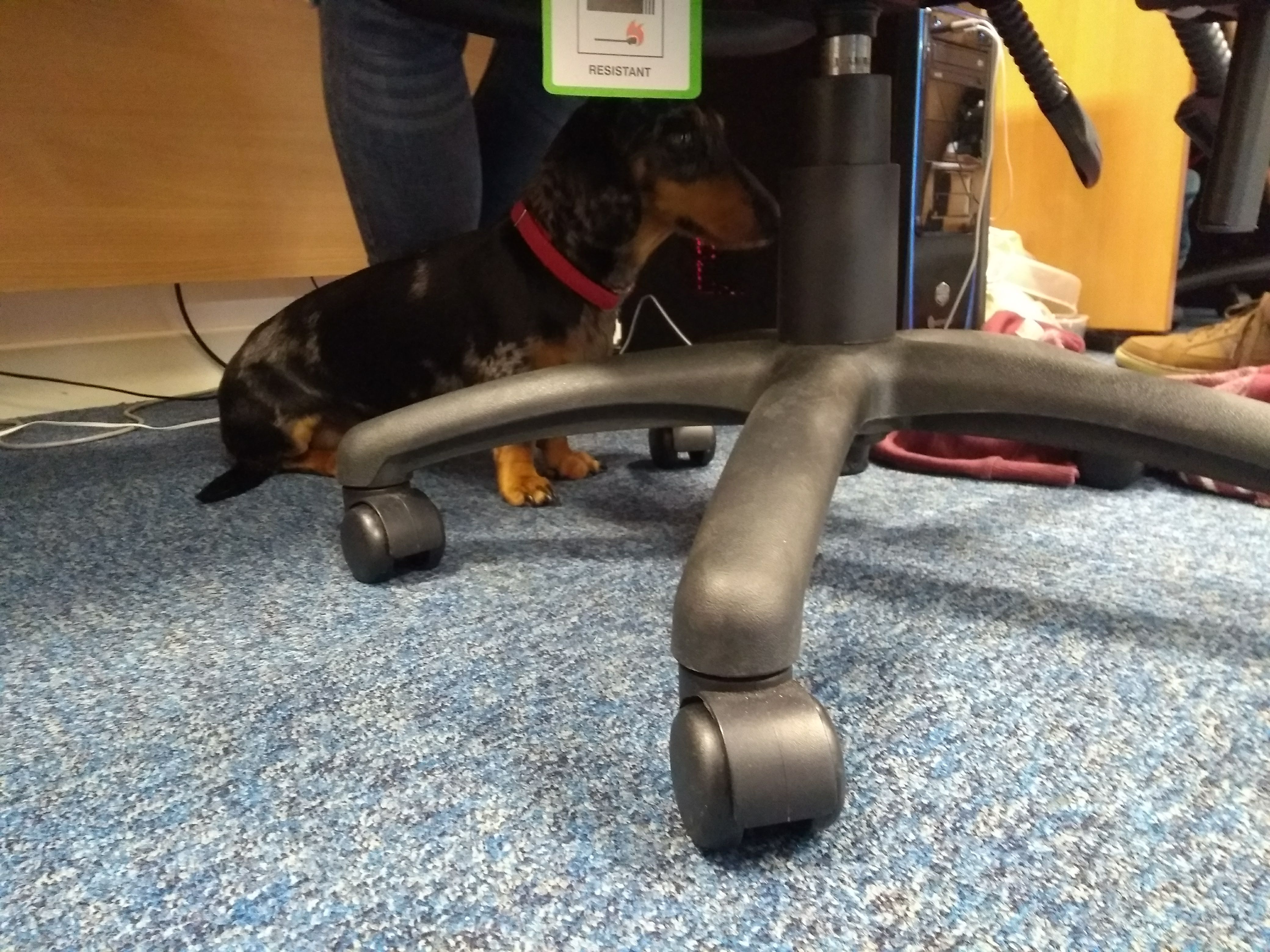 Albert the Mini Doxie hiding under a chair