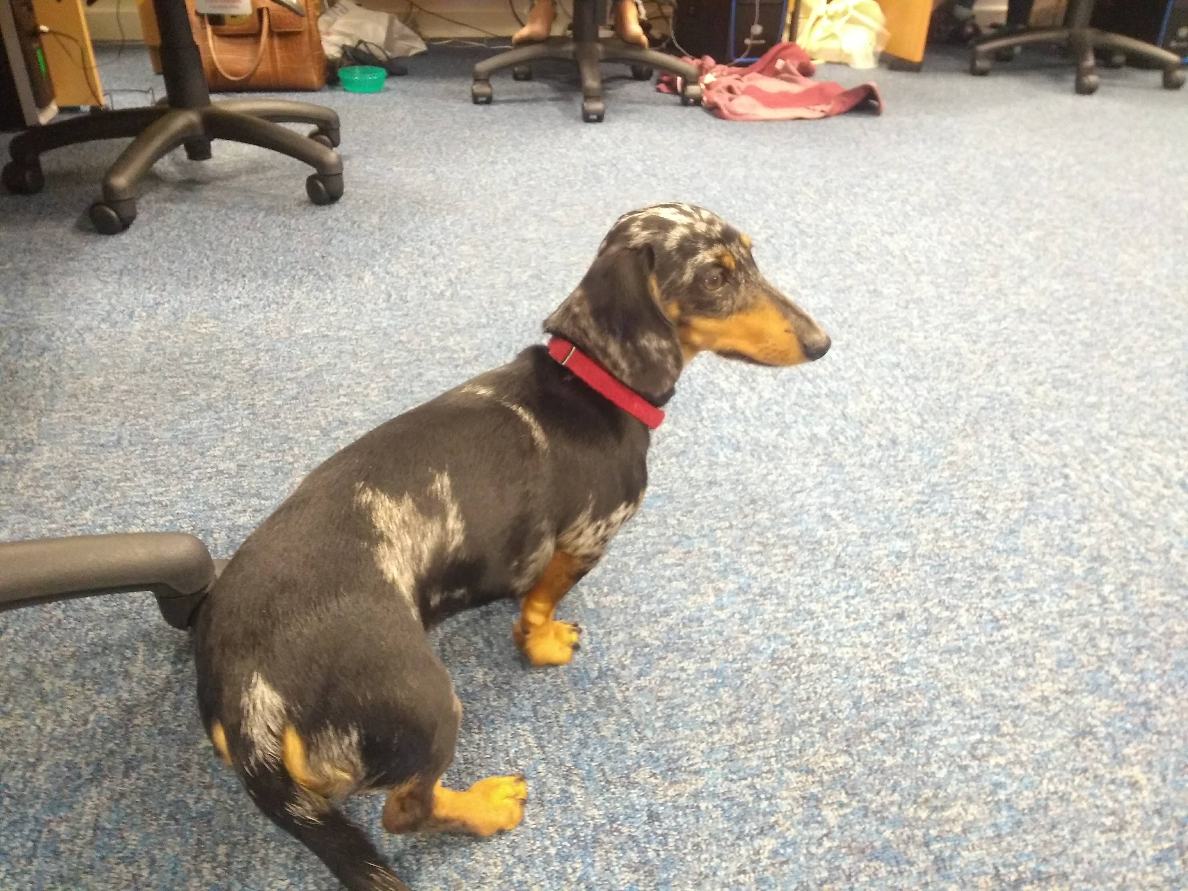 Albert the Mini Doxie surveying the office