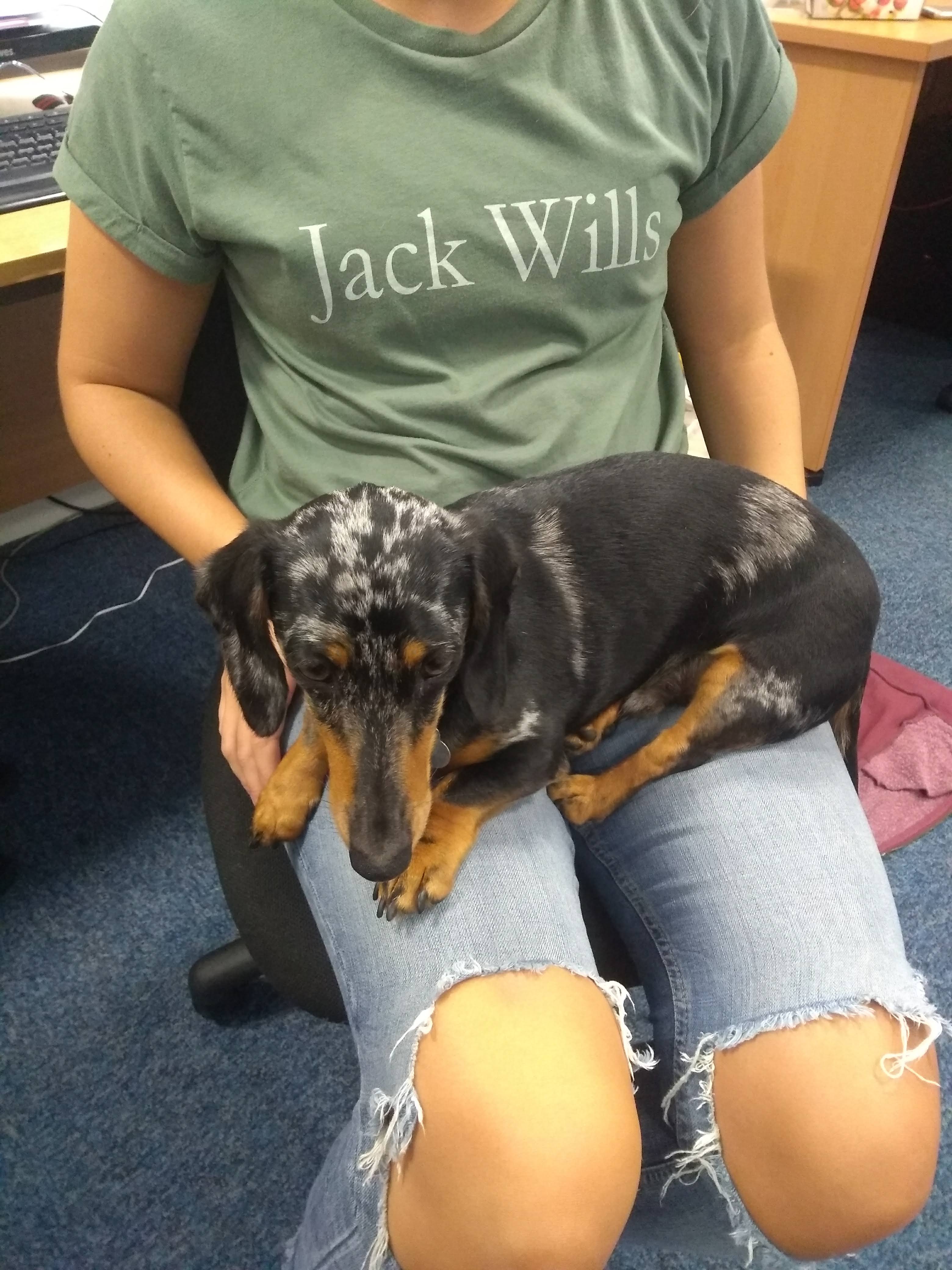 Albert the Mini Doxie on Lauren's lap