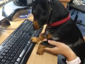 Albert the Mini Doxie typing