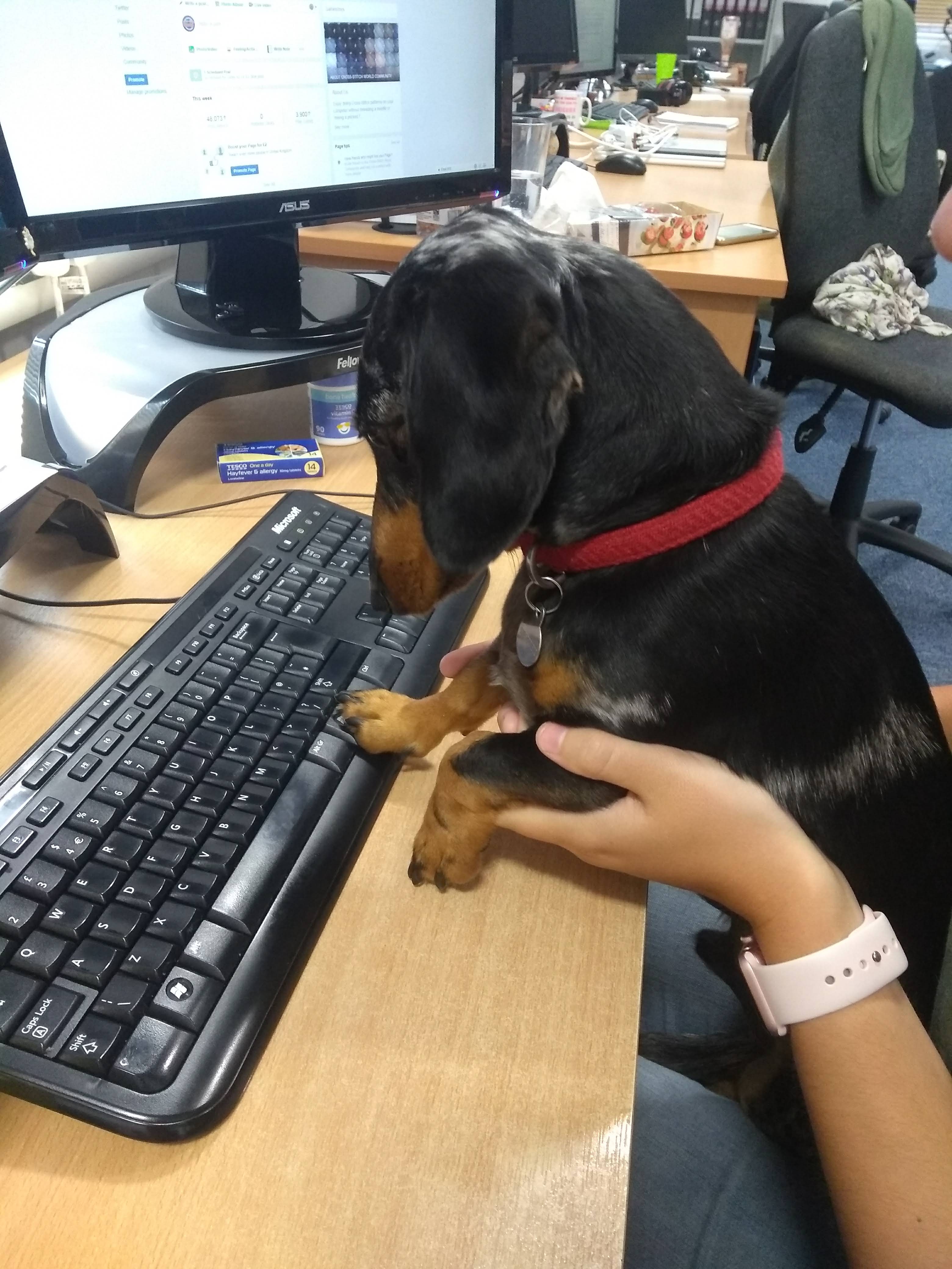 Albert the Mini Doxie typing