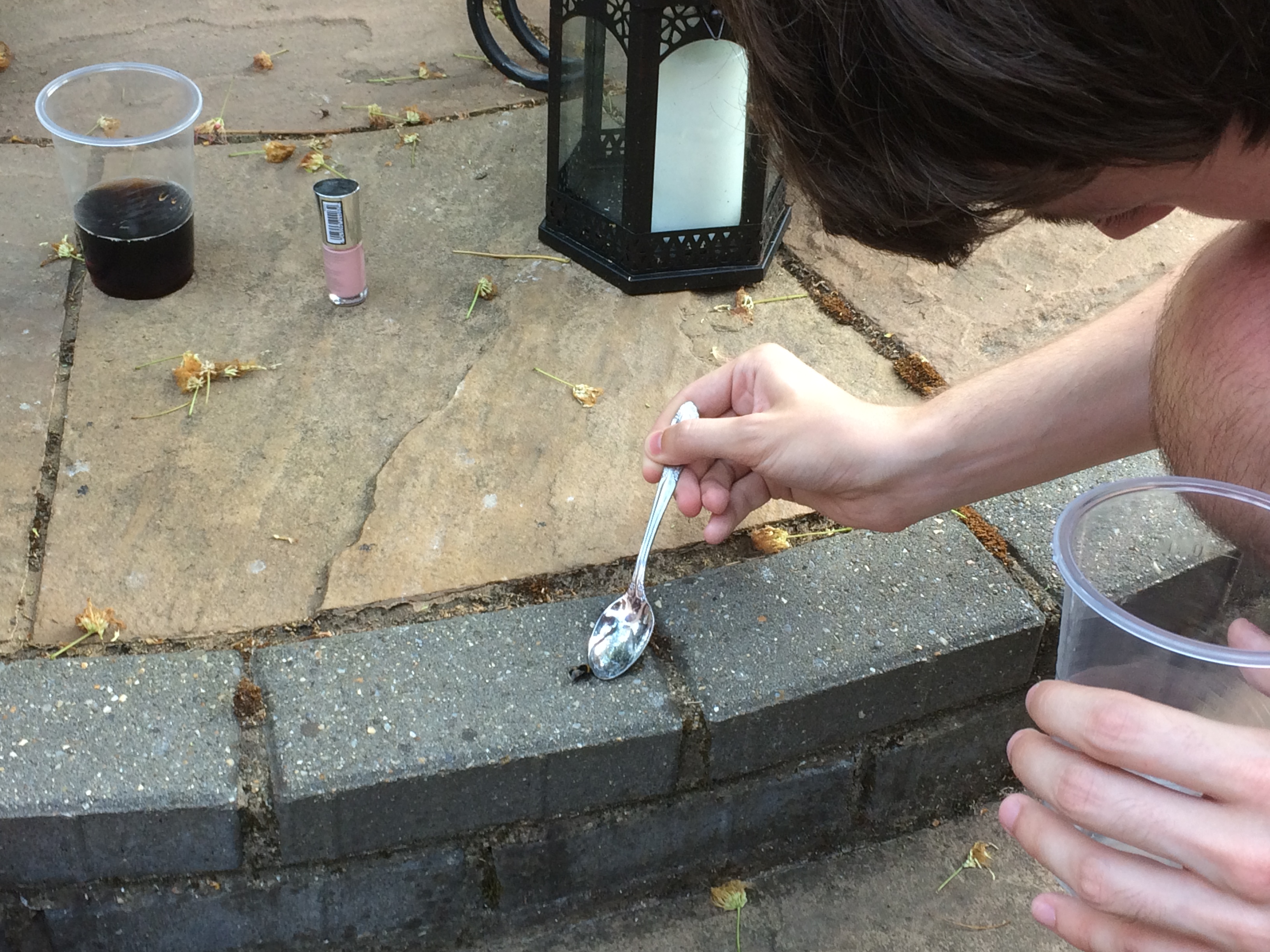 Kieran carefully feeding some sugary water to a bee from a spoon