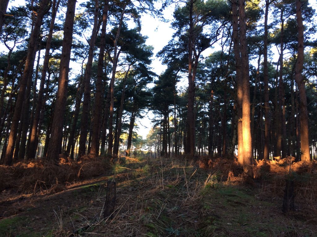 Woodland with lots of brown ferns and tall evergreen trees.