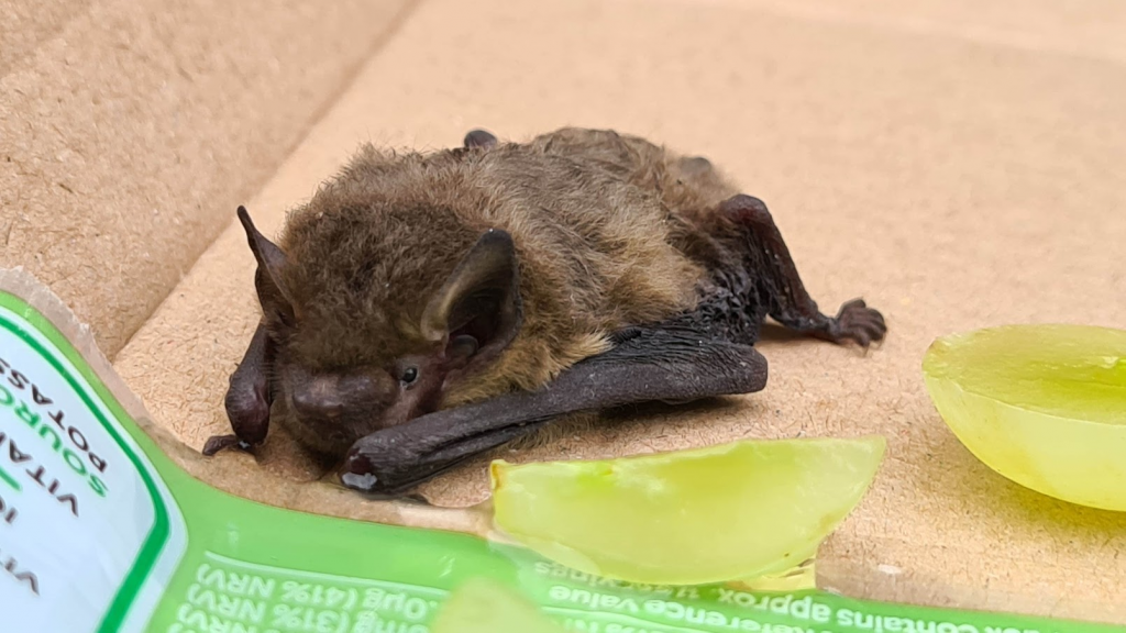 A bat laying on cardboard with some yellow ice cubes melting next to it.