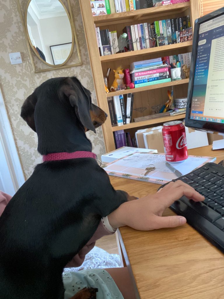 Lottie, a black and brown mini dachshund, leaning on Lauren's arm as she uses her keyboard.