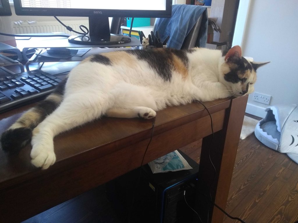 Luna, a white and tortoiseshell/calico cat, sleeping on a desk in front of the monitor and keyboard.