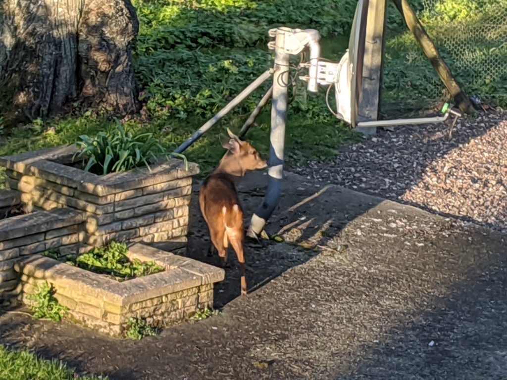 A muntjac standing next to a metal post and a brick planter.