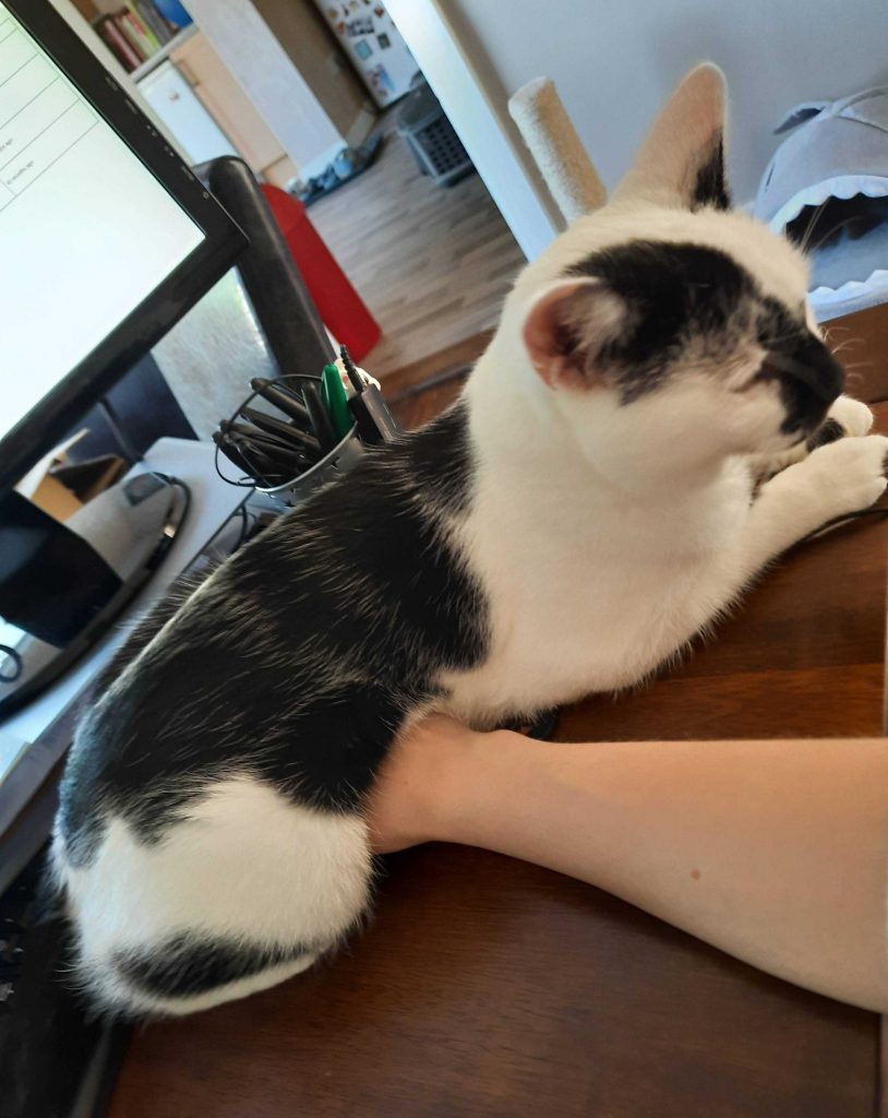 Sirius, a black and white cat, lying on Kim's hand on her computer mouse.