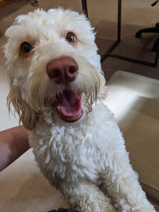 A white dog leaning up against a person stroking it.