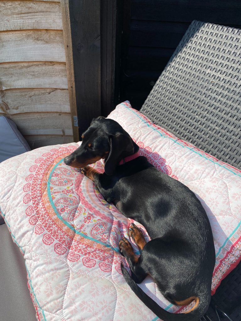 Lottie, a black and brown miniature dachshund, laying on a pillow on a sun lounger.