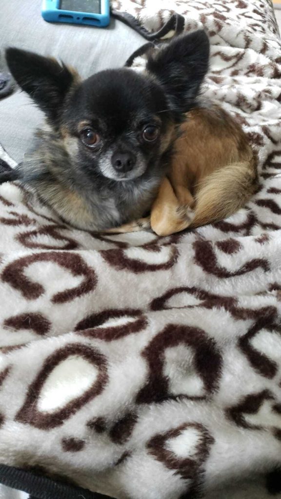 Taco the chihuahua sitting on a leopard print blanket.