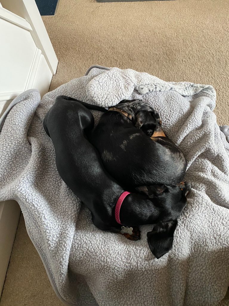 Two mini dachshunds curled up together sleeping in a dog bed.