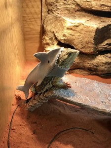 Gerard the bearded dragon dressed as a shark