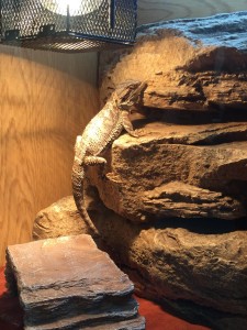 Gerard the bearded dragon basking under the light on a rock in his vivarium